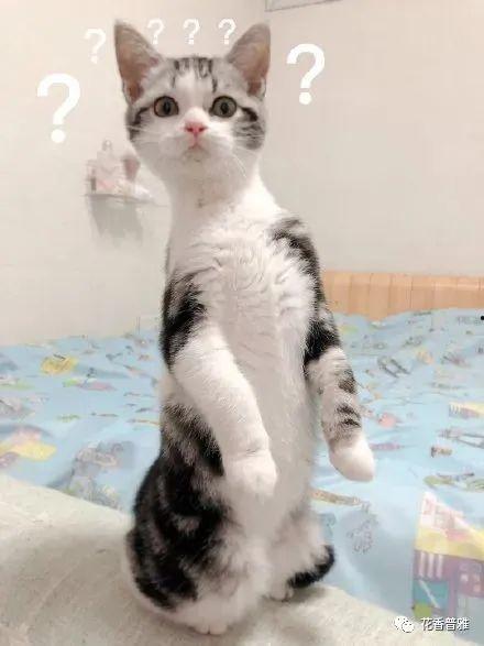 吃瓜和撸猫,吃瓜群众与撸猫达人的悠闲日常