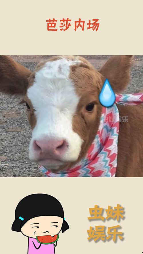 抖音张扬吃瓜,幕后故事与热门话题