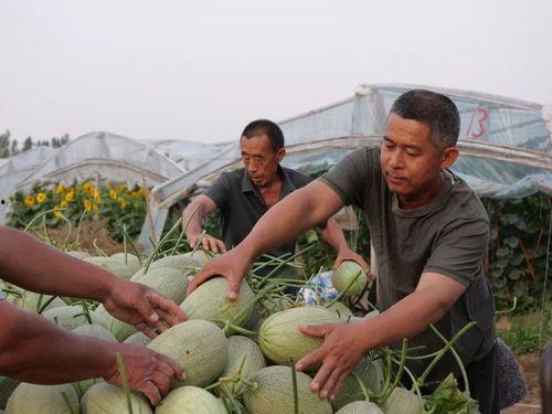 石家庄辛集吃瓜事件,一场网络热议背后的真相探寻