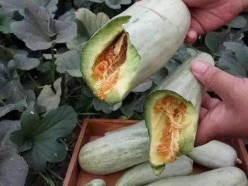 吃瓜秦妇,揭秘古代宫廷中的八卦风云