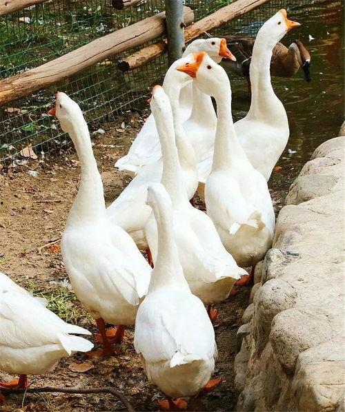 吃瓜鹅妹关注,吃瓜鹅妹带你揭秘娱乐圈最新热点