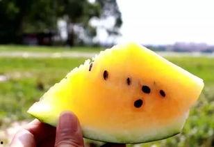 独瓜众人吃,共享时代的美食新风尚