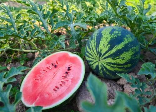 河南夏天吃瓜,探寻河南夏天的特色美食之旅
