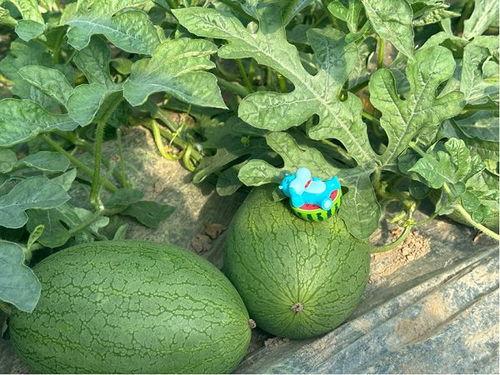 吃瓜群众三号,揭秘娱乐圈幕后风云