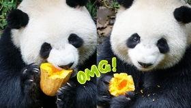 崽崽的吃瓜,娱乐圈幕后故事全解析