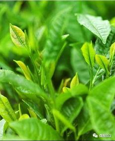 山上喝茶吃瓜,品茗赏瓜，体验自然禅意时光