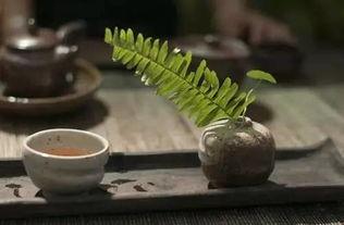 山上喝茶吃瓜,品茗赏瓜，体验自然禅意时光