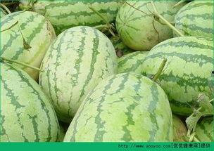 雷雨晨吃瓜,揭秘娱乐圈背后的秘密与真相