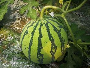 吃瓜千万粉丝,千万粉丝见证的吃瓜传奇