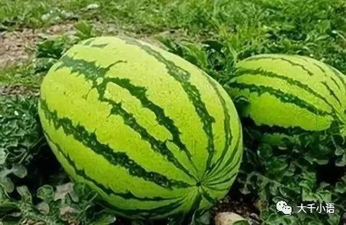 夏天吃瓜大片,大片里的清凉诱惑