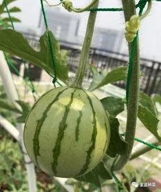 夏天吃瓜大片,大片里的清凉诱惑