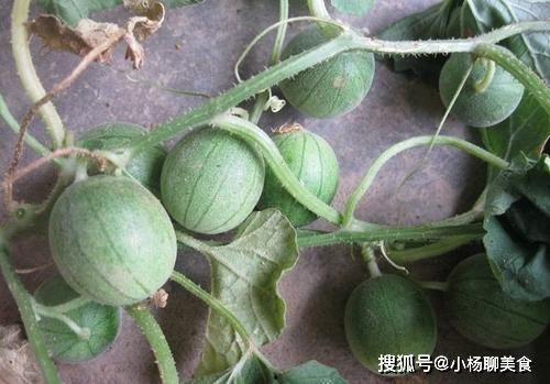 吃瓜中的小绿,吃瓜群众中的独特存在