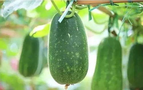 吃瓜视频播放时间,揭秘热门吃瓜视频的观看时长之谜