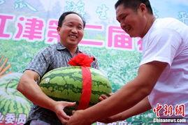 吃瓜5,一场全民参与的娱乐盛宴