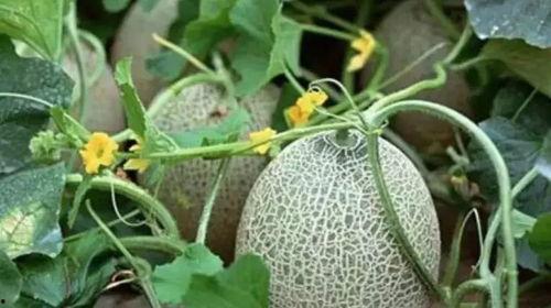 新疆吃瓜群vx,揭秘神秘社交圈的瓜田乐事