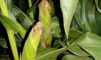 遵义科院吃瓜,揭秘校园里的“吃瓜”风云