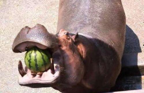 河马陈哥吃瓜,揭秘娱乐圈幕后故事