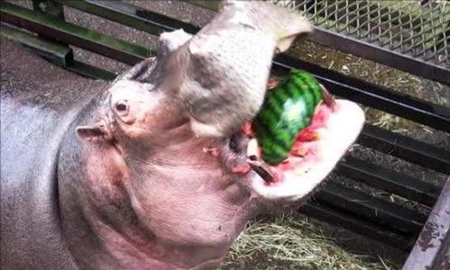 河马陈哥吃瓜,揭秘娱乐圈幕后故事