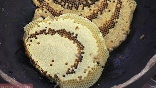 吃瓜虫的视频,一场视觉盛宴的奇妙之旅